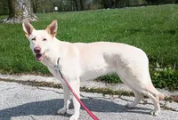 Zeus, a  German Shepherd Dog for sale in Decatur, IN – 4 of 4