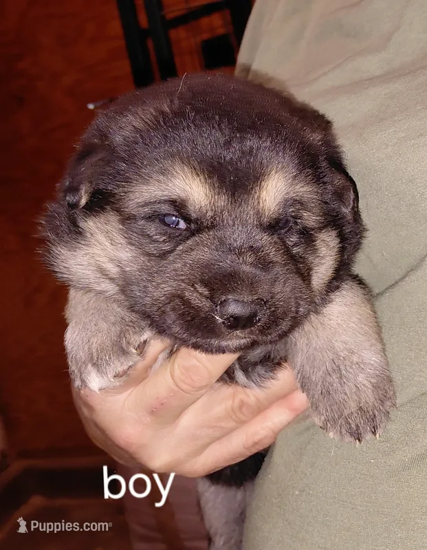 Rex – German Shepherd Dog puppy for sale in Decatur, IN