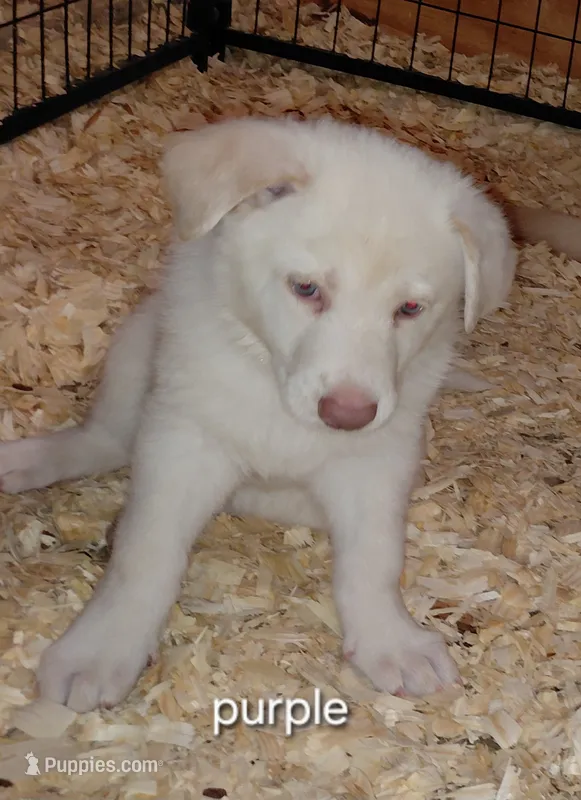 Zoe  – German Shepherd Dog puppy for sale in Decatur, IN