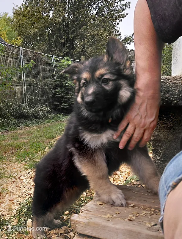 Mira – German Shepherd Dog puppy for sale in Decatur, IN