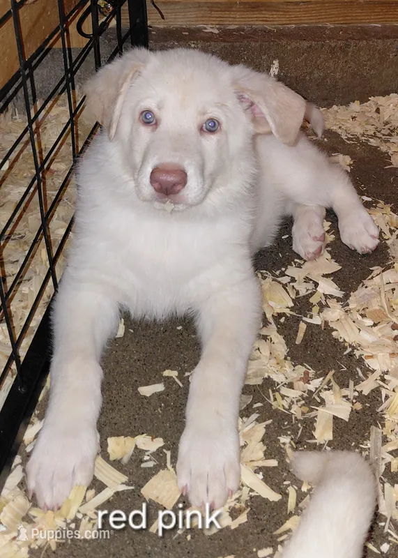 Zoe – German Shepherd Dog puppy for sale in Decatur, IN