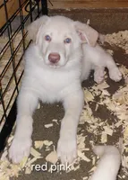 Zoe, a female German Shepherd Dog for sale in Decatur, IN – 1 of 3