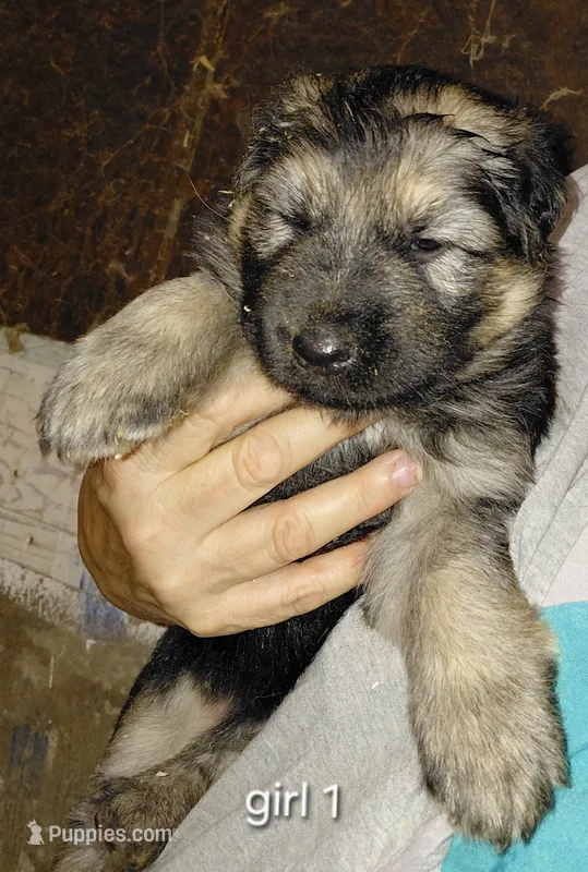 Mira – German Shepherd Dog puppy for sale in Decatur, IN