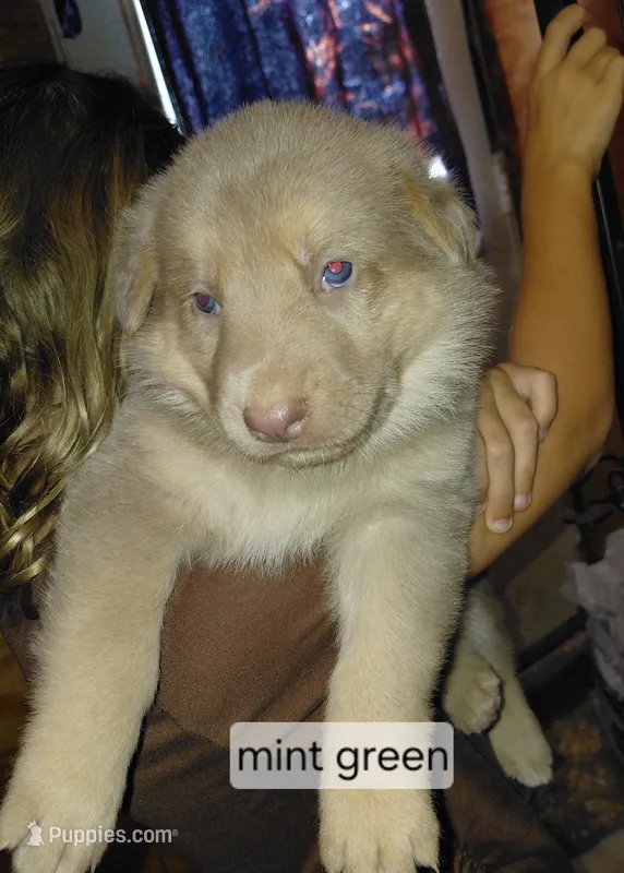 Venus – German Shepherd Dog puppy for sale in Decatur, IN