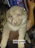 Venus, a female German Shepherd Dog for sale in Decatur, IN – 1 of 4