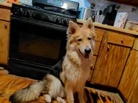 Mira, a female German Shepherd Dog for sale in Decatur, IN – 4 of 4