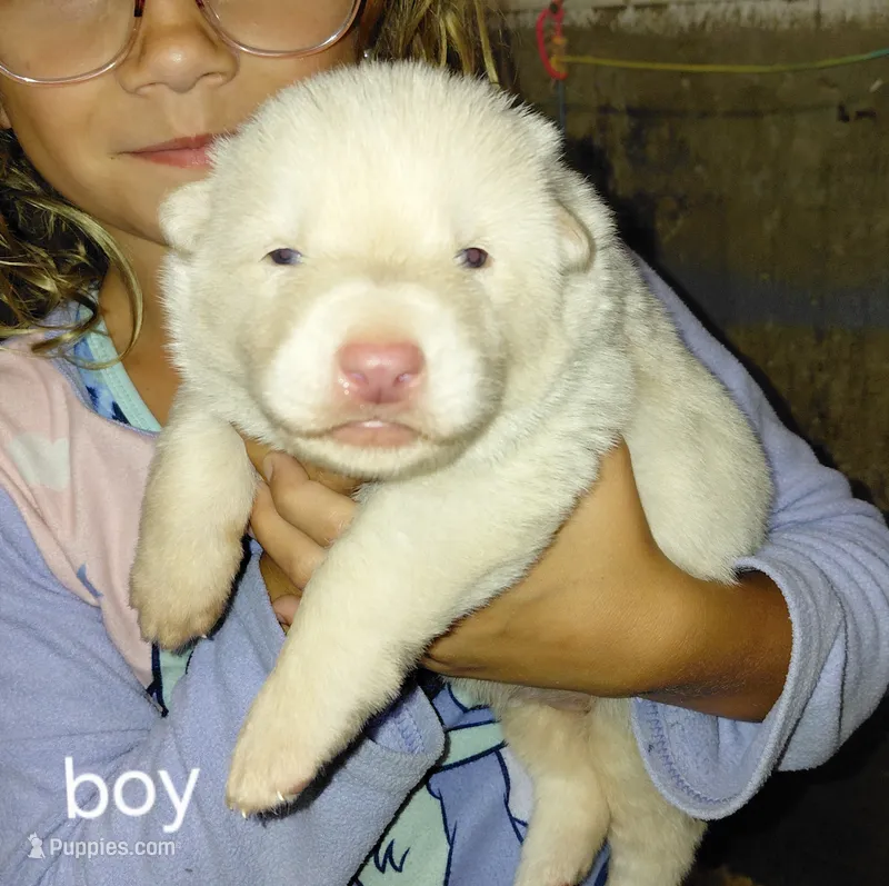 Zeus – German Shepherd Dog puppy for sale in Decatur, IN