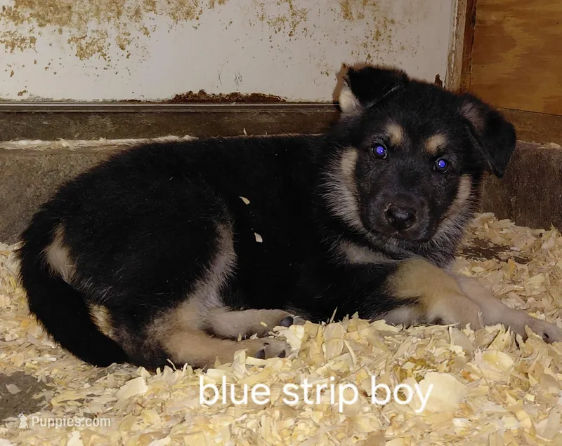 Rex – German Shepherd Dog puppy for sale in Decatur, IN