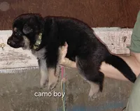 Zeus, a male German Shepherd Dog for sale in Decatur, IN – 2 of 2