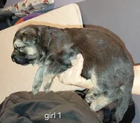 Beauty, a female German Shepherd Dog for sale in Decatur, IN – 2 of 4