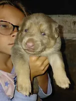 Mira, a female German Shepherd Dog for sale in Decatur, IN – 1 of 2