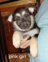 Sky, a female German Shepherd Dog for sale in Decatur, IN – Photo 5 of 6