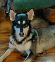 Sky, a female German Shepherd Dog for sale in Decatur, IN – Photo 4 of 6
