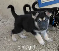 Sky, a female German Shepherd Dog for sale in Decatur, IN – Photo 2 of 6