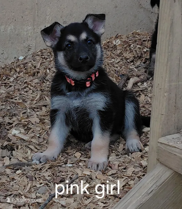 Sky – German Shepherd Dog puppy for sale in Decatur, IN