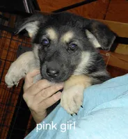 Sky, a female German Shepherd Dog for sale in Decatur, IN – Photo 3 of 6
