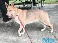 Buba, a male German Shepherd Dog for sale in Decatur, IN – Photo 3 of 5