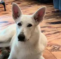 Buba, a male German Shepherd Dog for sale in Decatur, IN – Photo 5 of 5