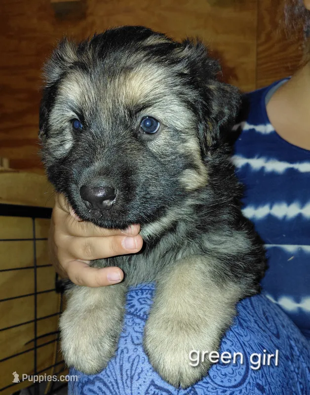 Beauty – German Shepherd Dog puppy for sale in Decatur, IN