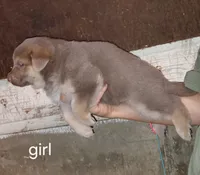 Sky, a female German Shepherd Dog for sale in Decatur, IN – 2 of 5