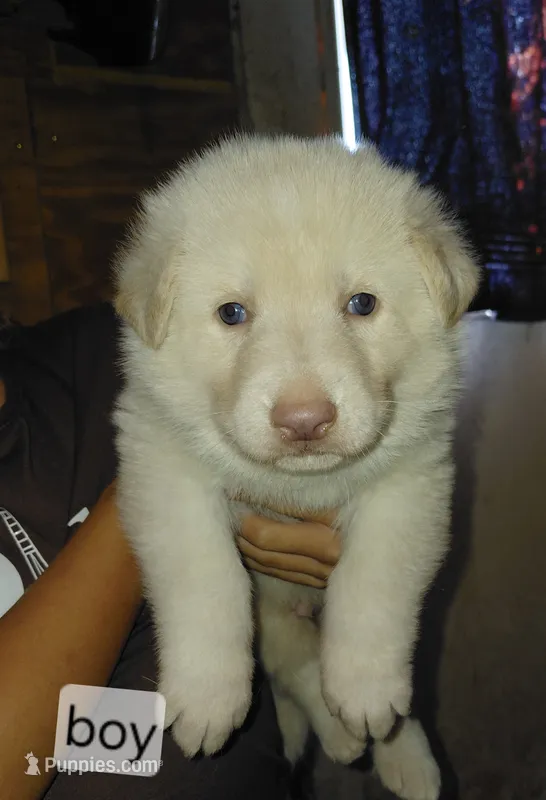 Zeus – German Shepherd Dog puppy for sale in Decatur, IN