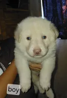 Zeus, a male German Shepherd Dog for sale in Decatur, IN – 1 of 4