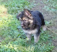 Mira, a female German Shepherd Dog for sale in Decatur, IN – 1 of 4