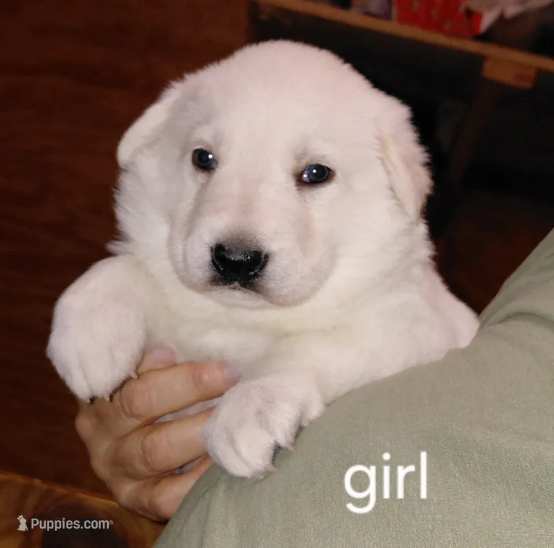 Star – German Shepherd Dog puppy for sale in Decatur, IN