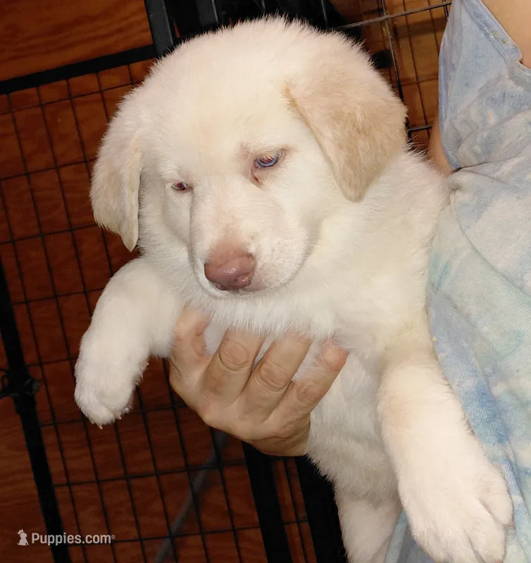 Mira – German Shepherd Dog puppy for sale in Decatur, IN