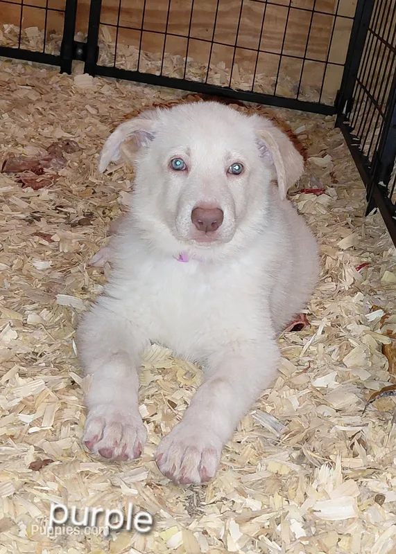 Mira – German Shepherd Dog puppy for sale in Decatur, IN