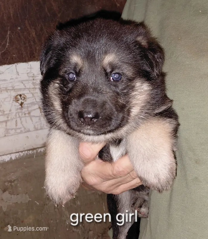 Sky – German Shepherd Dog puppy for sale in Decatur, IN
