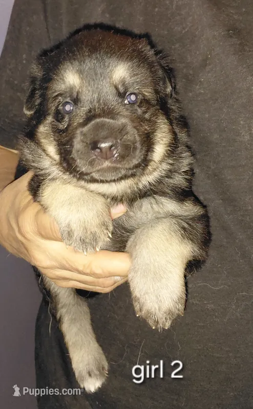 Sky – German Shepherd Dog puppy for sale in Decatur, IN