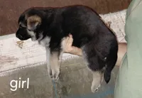 Beauty, a female German Shepherd Dog for sale in Decatur, IN – 2 of 4