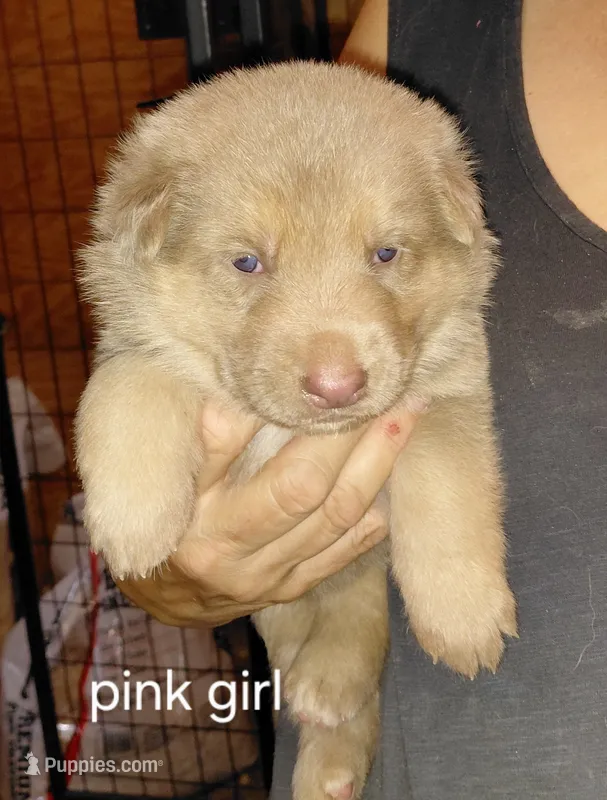 Mira – German Shepherd Dog puppy for sale in Decatur, IN