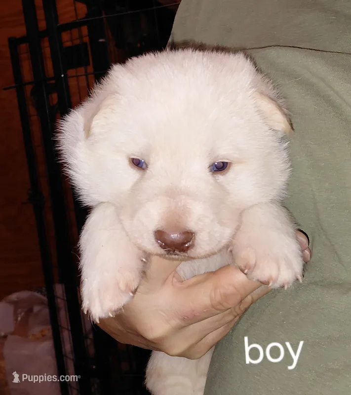 Zeus – German Shepherd Dog puppy for sale in Decatur, IN