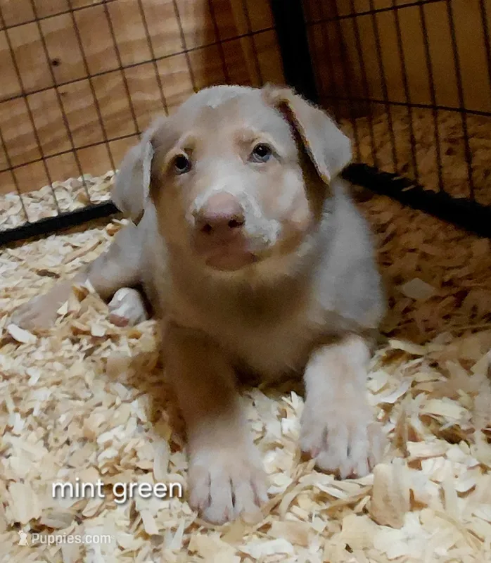 Sky – German Shepherd Dog puppy for sale in Decatur, IN