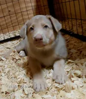 Sky, a female German Shepherd Dog for sale in Decatur, IN – 1 of 4