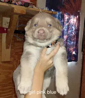 Venus, a female German Shepherd Dog for sale in Decatur, IN – 1 of 2