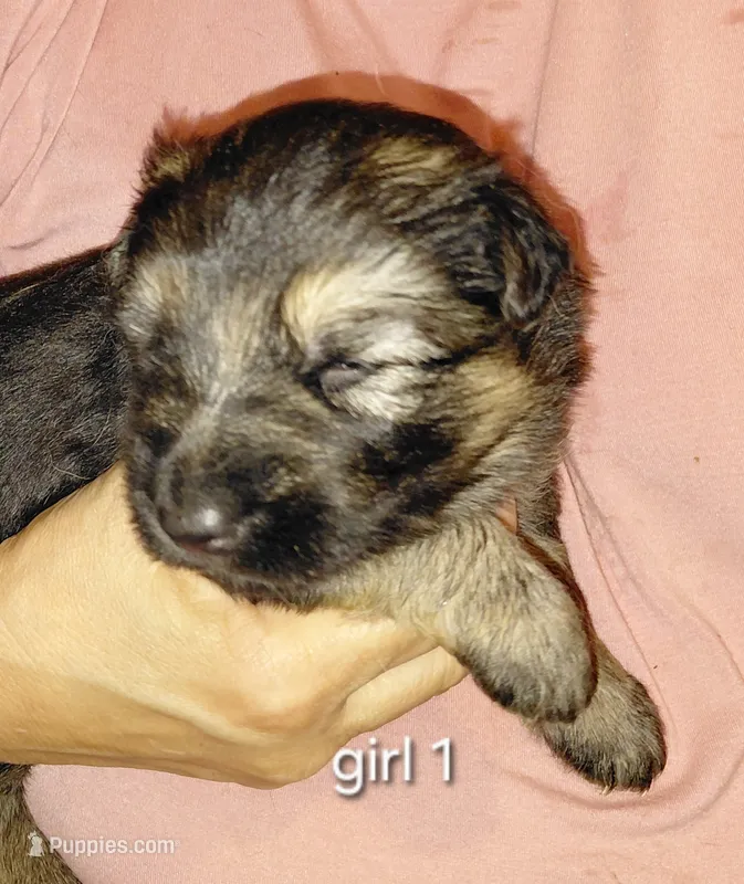 Beauty – German Shepherd Dog puppy for sale in Decatur, IN
