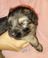 Beauty, a female German Shepherd Dog for sale in Decatur, IN – 1 of 4