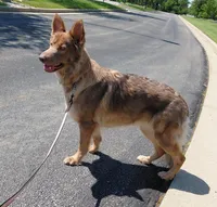 Mira, a female German Shepherd Dog for sale in Decatur, IN – 3 of 4
