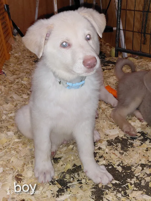 Zeus – German Shepherd Dog puppy for sale in Decatur, IN