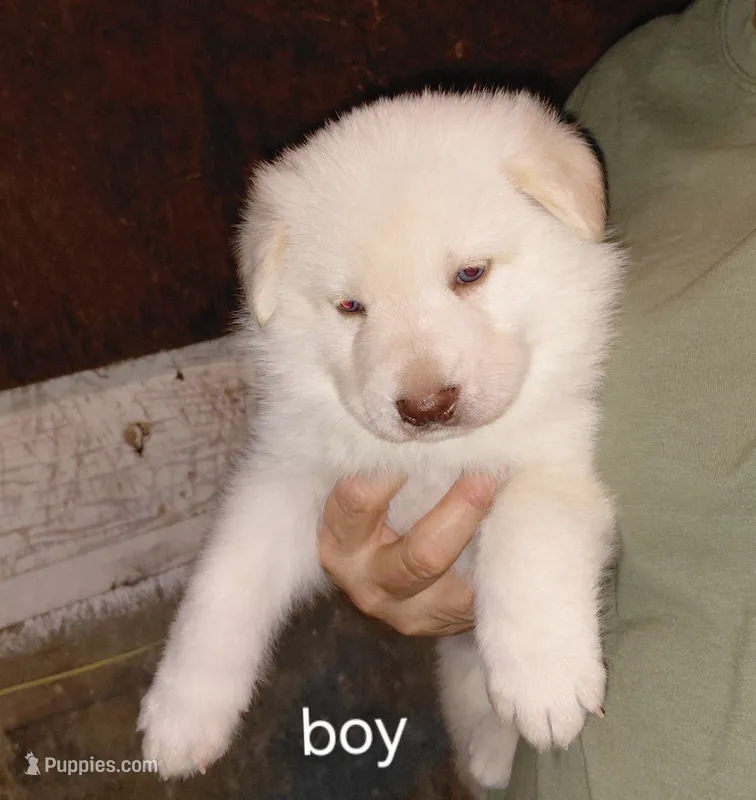 Zeus – German Shepherd Dog puppy for sale in Decatur, IN