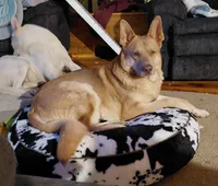 Bell, a female German Shepherd Dog for sale in Decatur, IN – 4 of 4