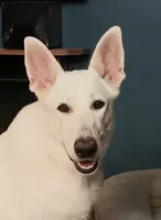 Sky, a female German Shepherd Dog for sale in Decatur, IN – 3 of 5