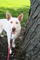 Venus, a female German Shepherd Dog for sale in Decatur, IN – 3 of 4