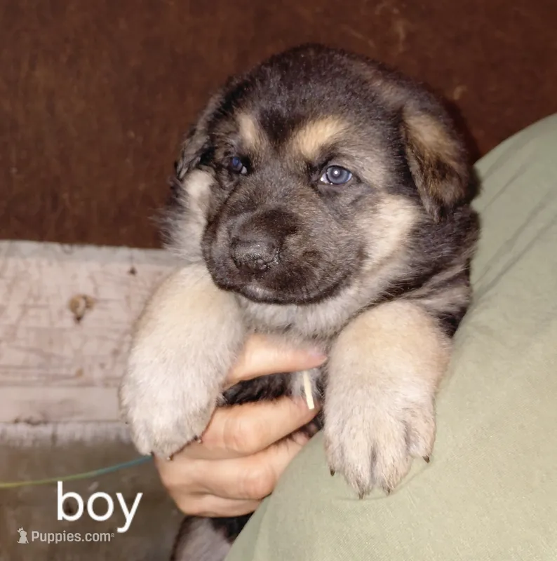 Rex – German Shepherd Dog puppy for sale in Decatur, IN