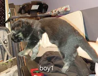 Rex, a male German Shepherd Dog for sale in Decatur, IN – 2 of 4