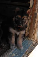 Mira, a female German Shepherd Dog for sale in Decatur, IN – 2 of 4
