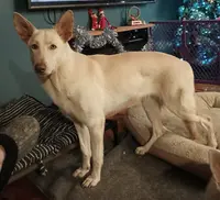 Sinja, a female German Shepherd Dog for sale in Decatur, IN – Photo 4 of 5